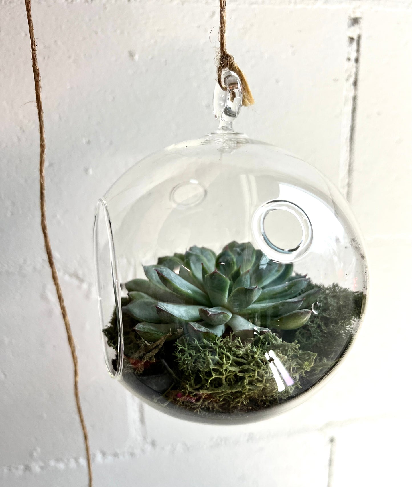 Small Succulent Terrarium