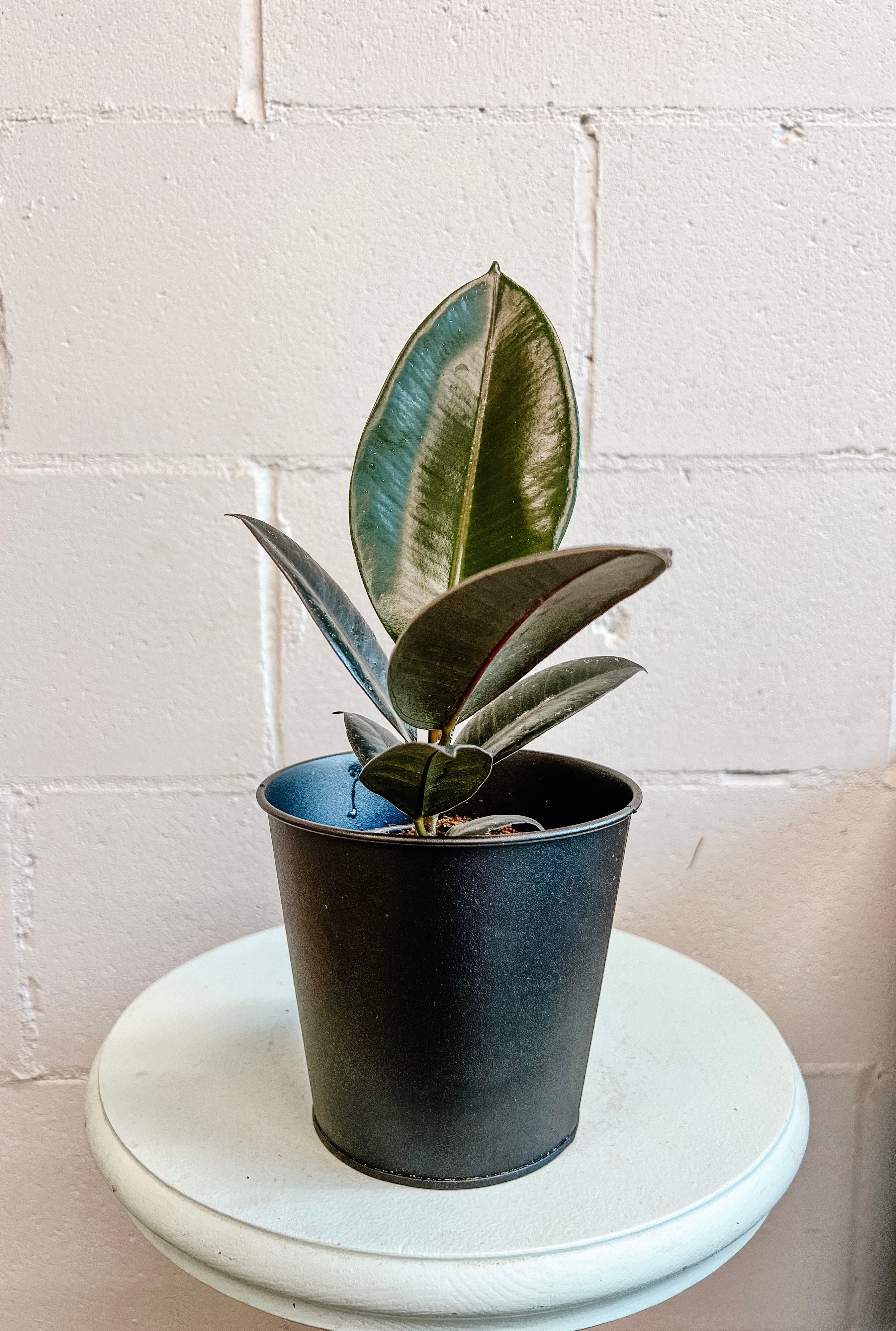 Vibrant & Healthy Freshcut Downtown Wpg