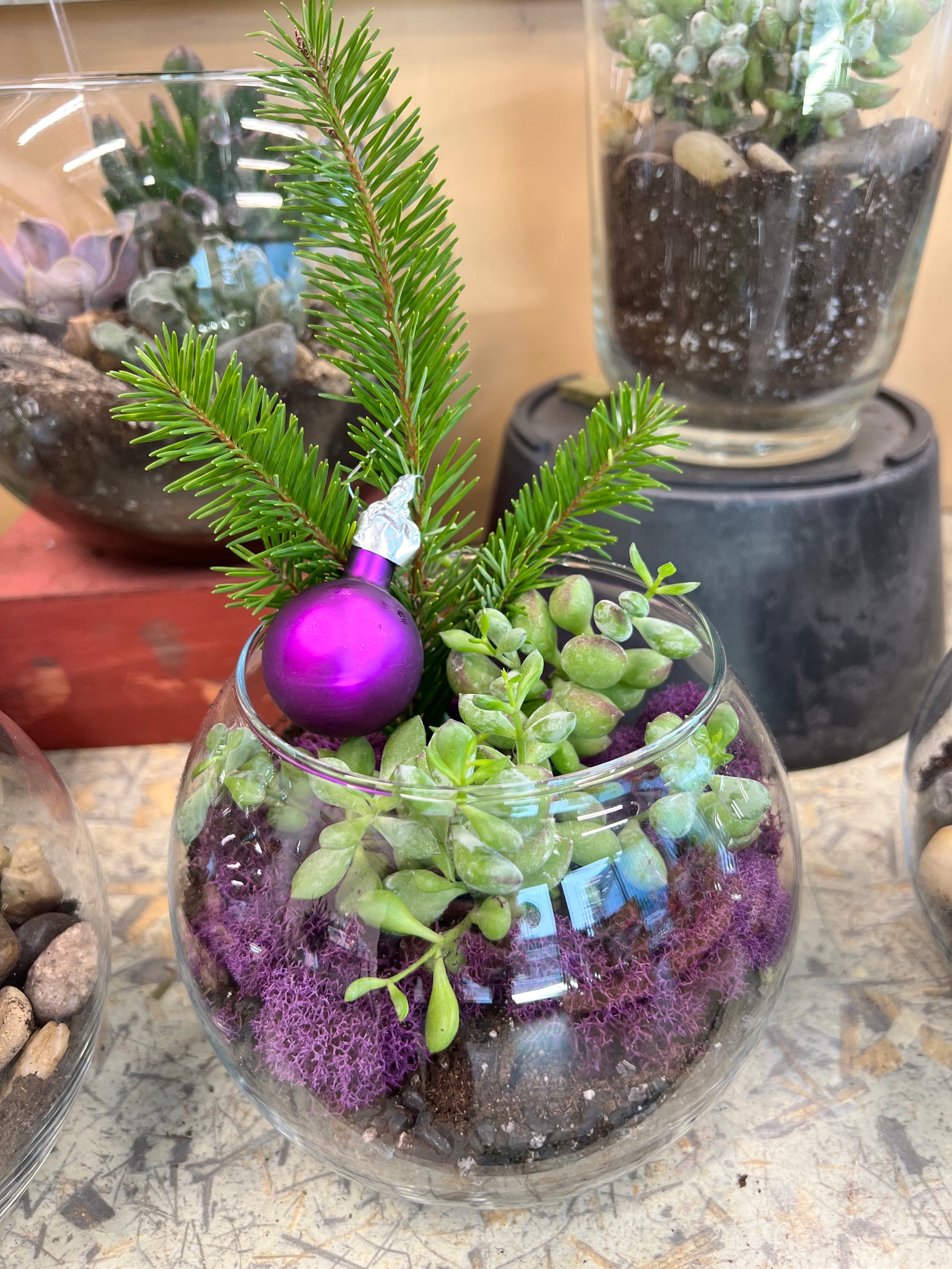 christmas succulent terrariums Small Succulent Terrarium – Freshcut Downtown Wpg