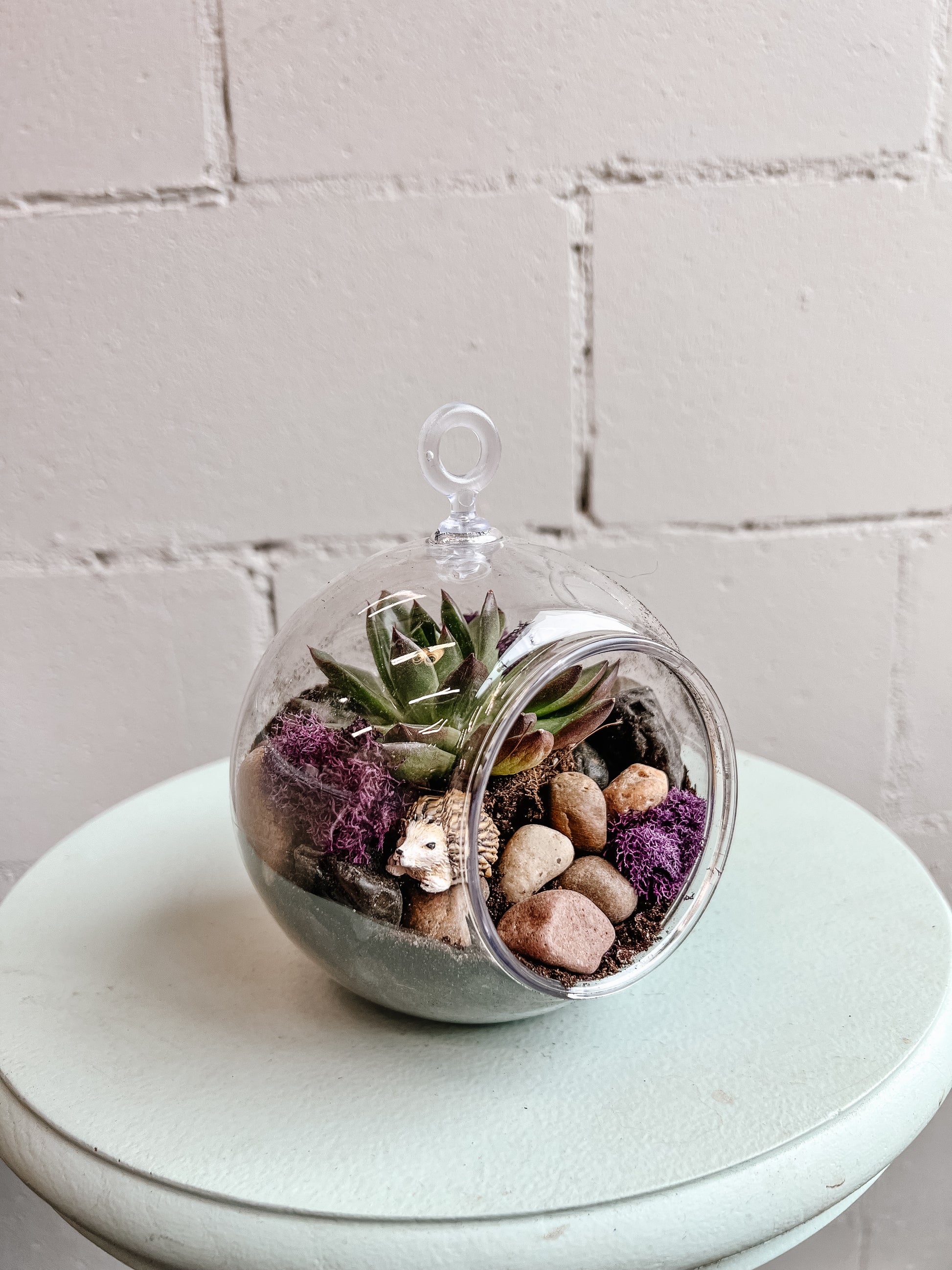 open terrarium succulents Small Succulent Terrarium – Freshcut Downtown Wpg